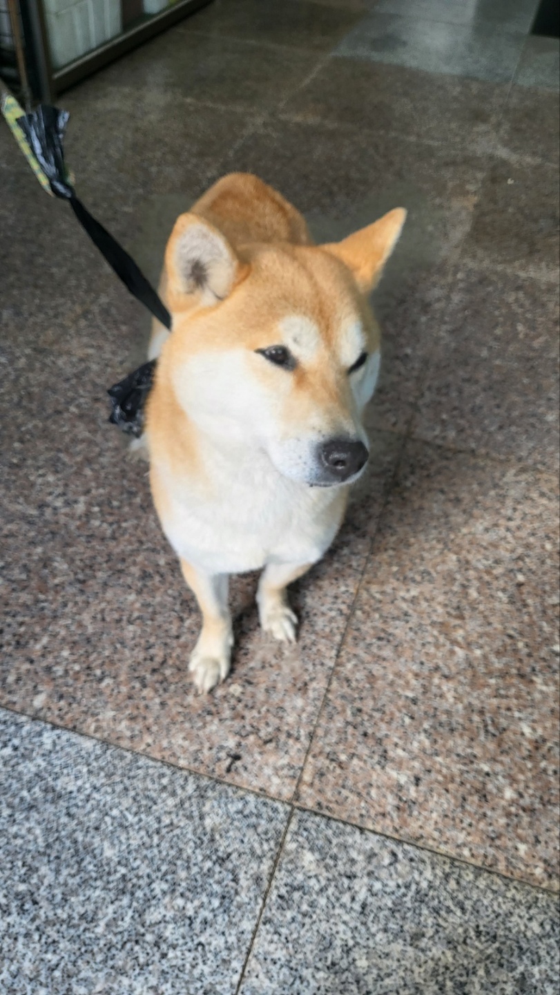 거제시유기동물보호소_448537202300170